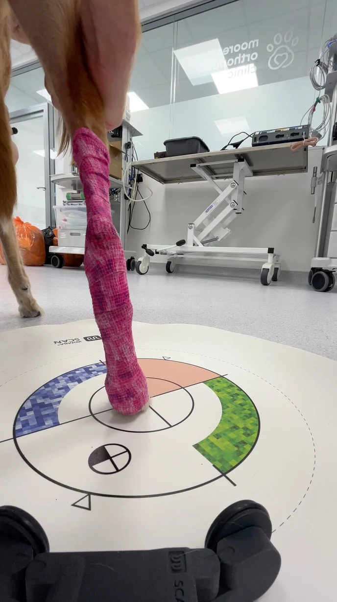 English springer spaniel