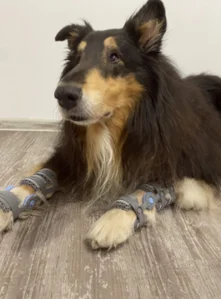 English springer spaniel