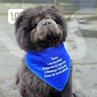 Thanos, a cute Chow Chow dog supported by WIMBA Tarsus Orthotics