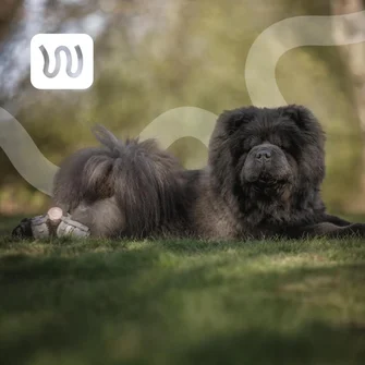 English springer spaniel