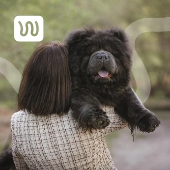 Thanos, a cute Chow Chow dog supported by WIMBA Tarsus Orthotics on his owners hands