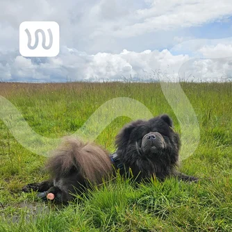 Thanos, a cute Chow Chow dog supported by WIMBA Tarsus Orthotics laying on the grass
