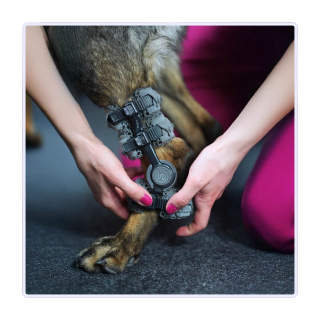 dog hock brace