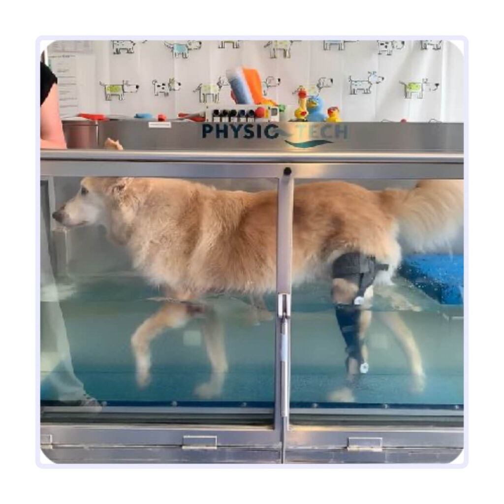 WIMBA Use & Training