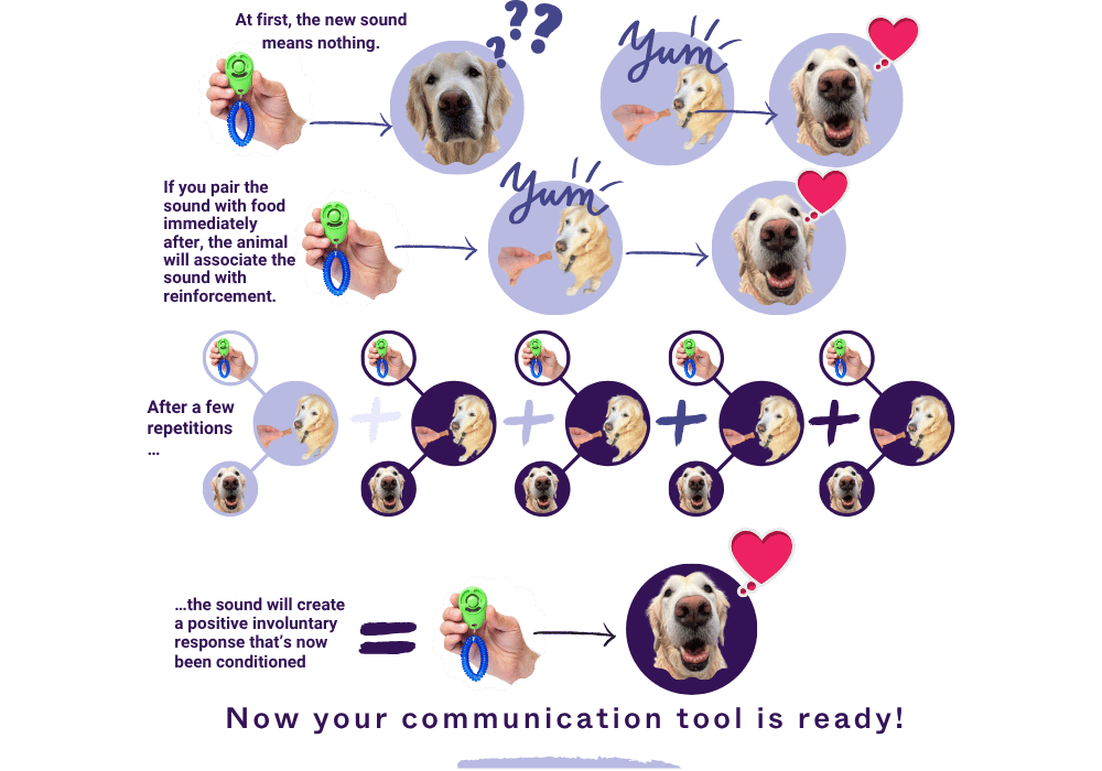 Pairing Positive Reinforcement