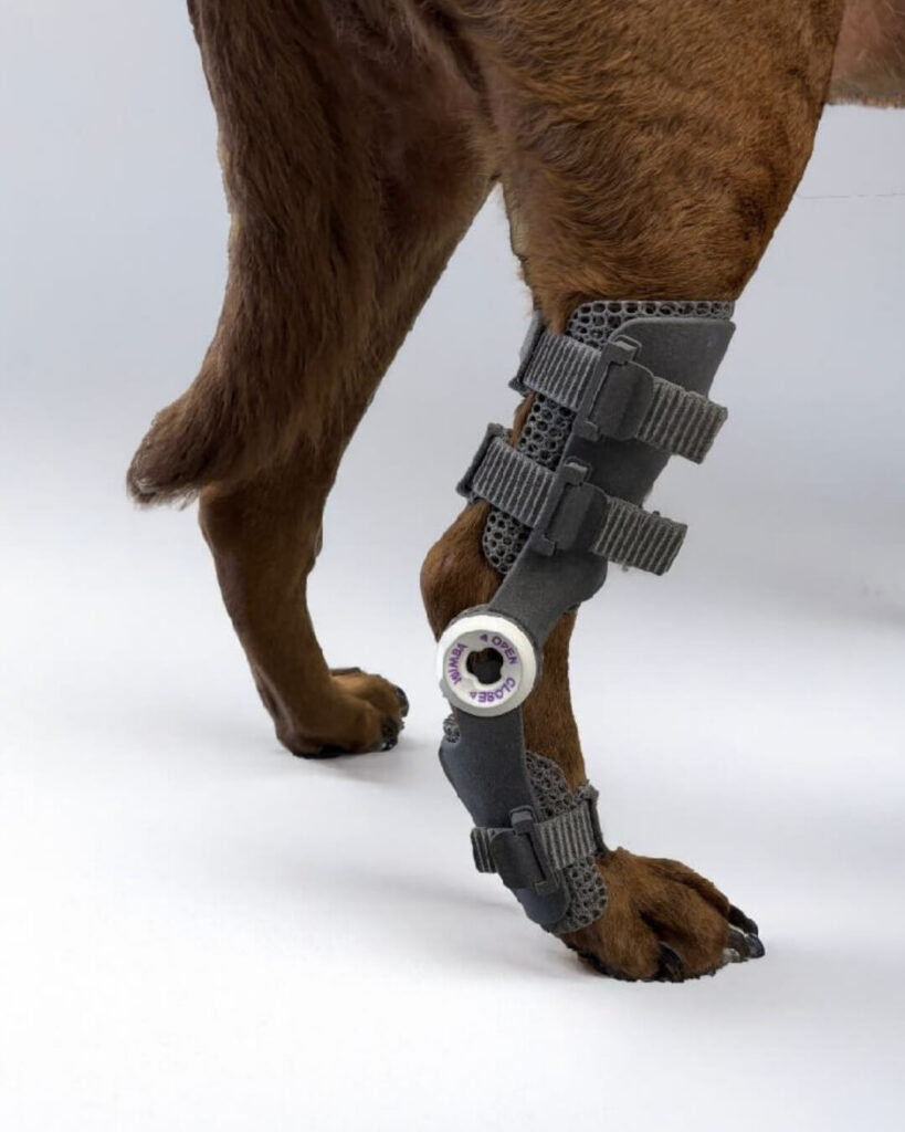 OrthoPets Is Closed: What Veterinary Clinics Can Do Next