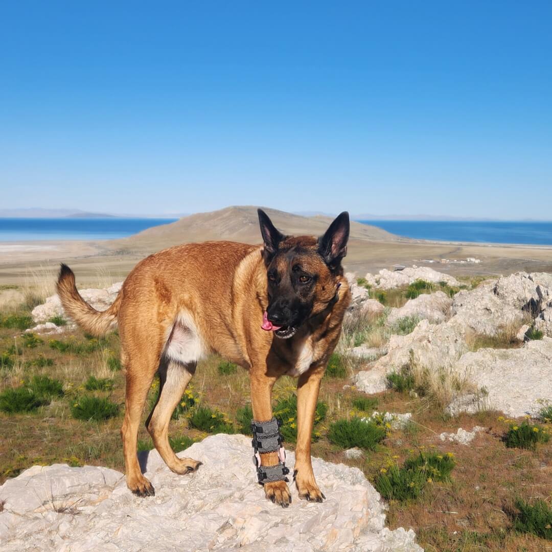 dog carpal hyperextension