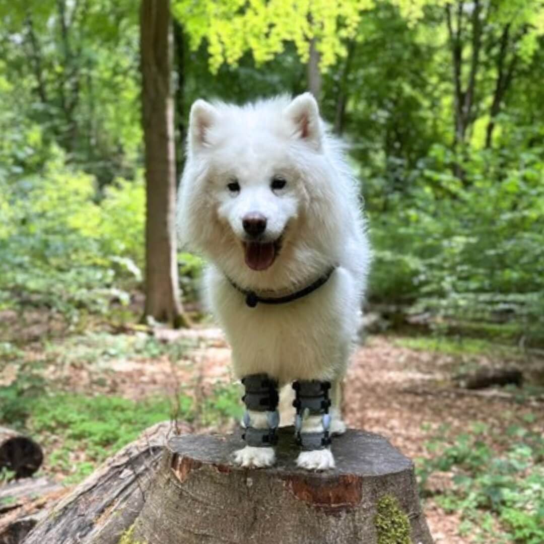 dog carpal hyperextension