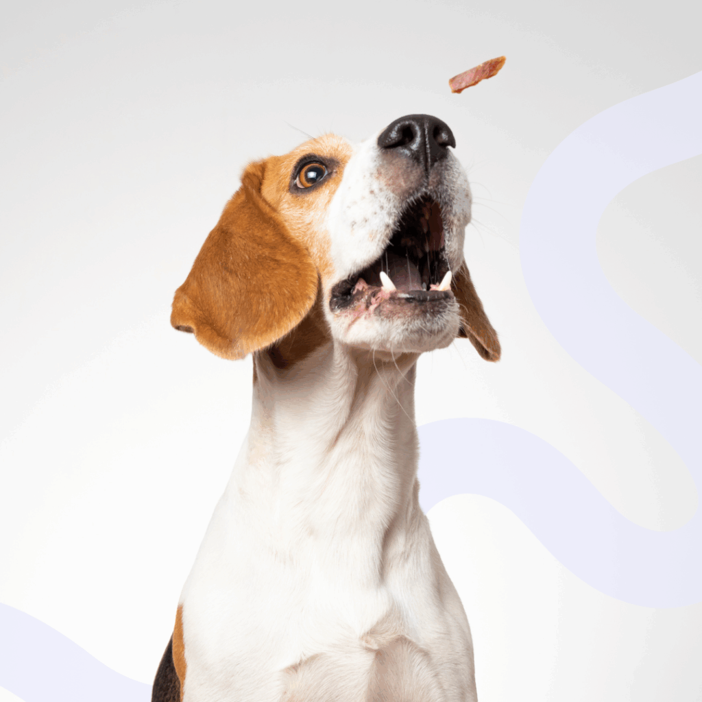 Operant Conditioning for Dogs: Reward-Based Cooperative Care