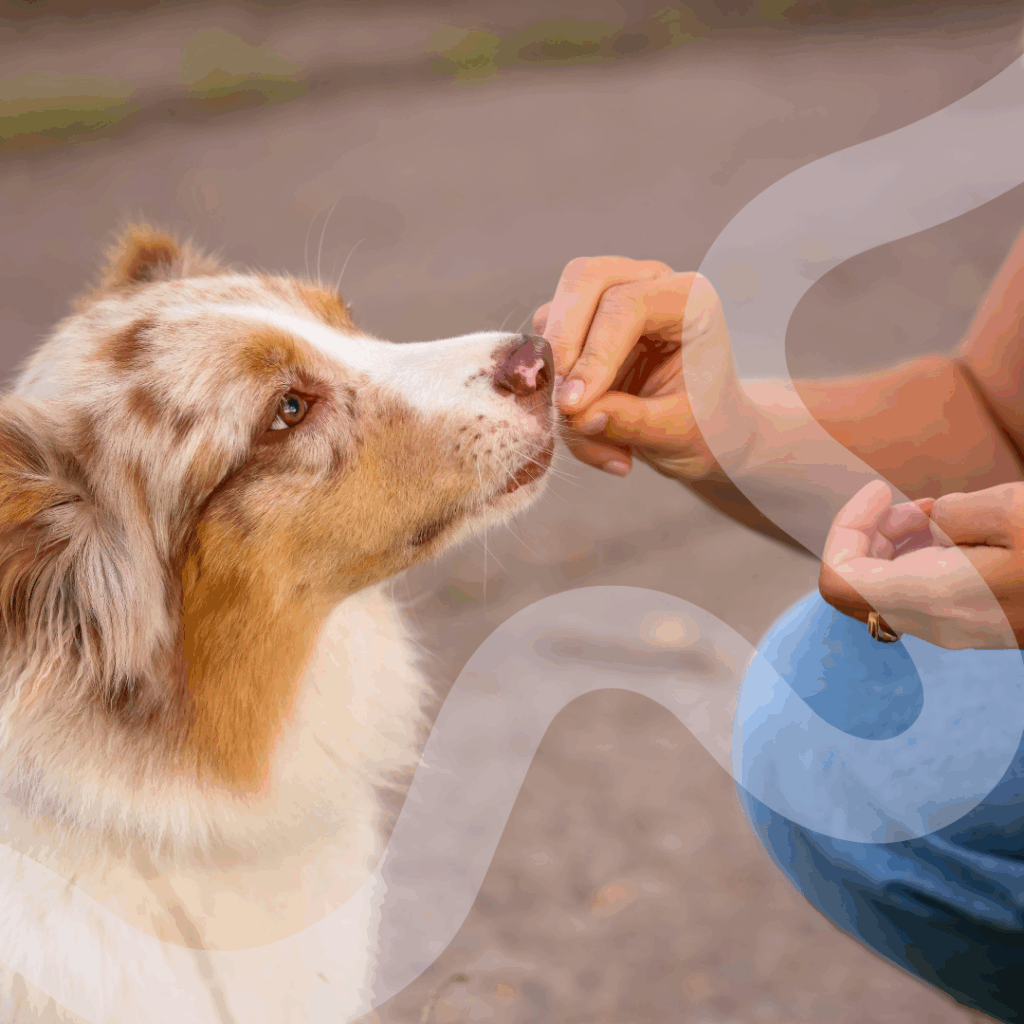 Classical Conditioning for Dogs: Build Positive Associations