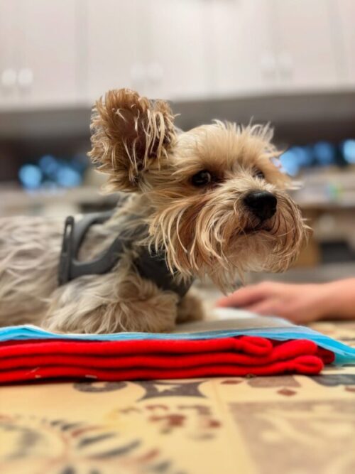 dog carpal hyperextension