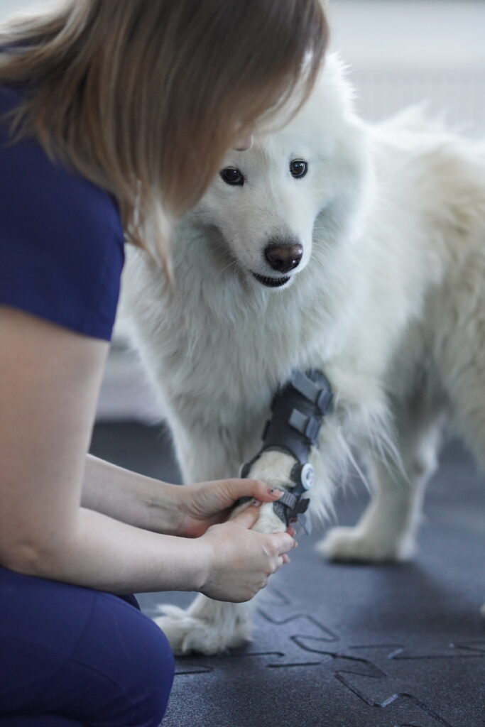 Dog Orthosis for Long-Term Rehabilitation: A Veterinary Guide