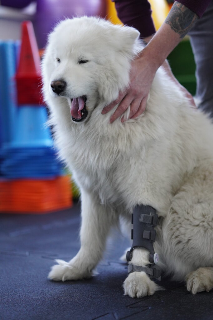 Veterinary Orthoses: Clinical Indications and Candidate Selection