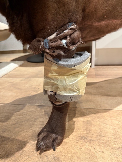 wound care on forelimb