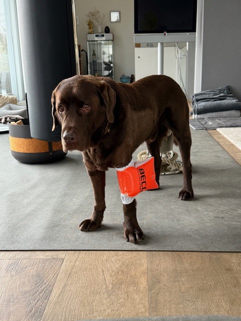 Dog Elbow Pressure Sore