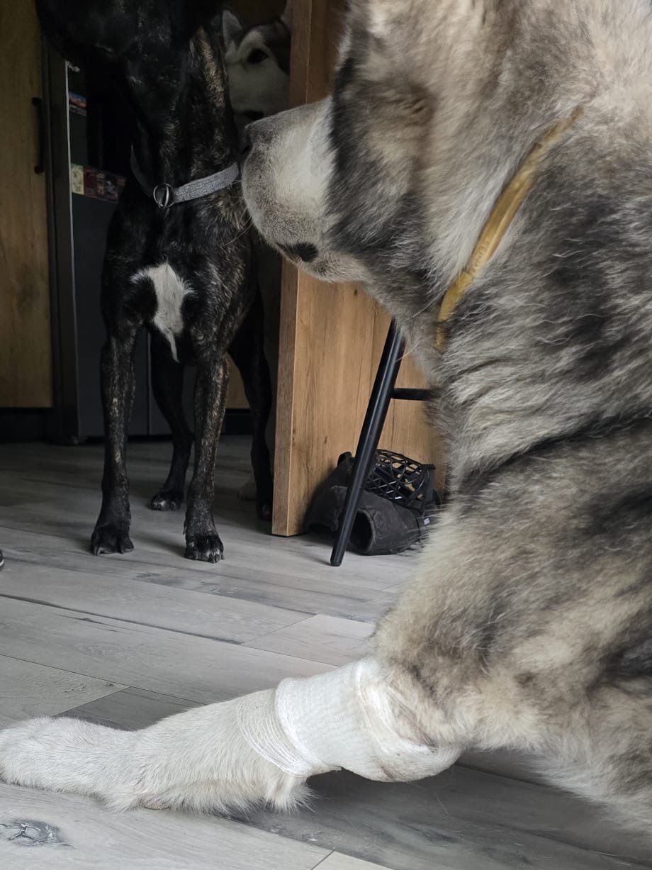 Dog pressure sore treatment with WIMBA Wound Care Donut