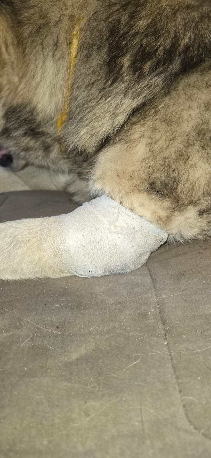 Bilateral elbow pressure sores in dogs supported with pressure offloading