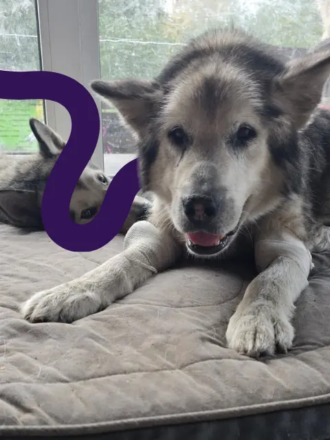 dog carpal hyperextension