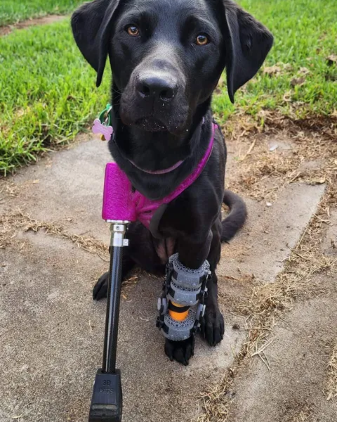 Veterinary Orthotics and Prosthetics: A Practical FAQ for Veterinary Professionals