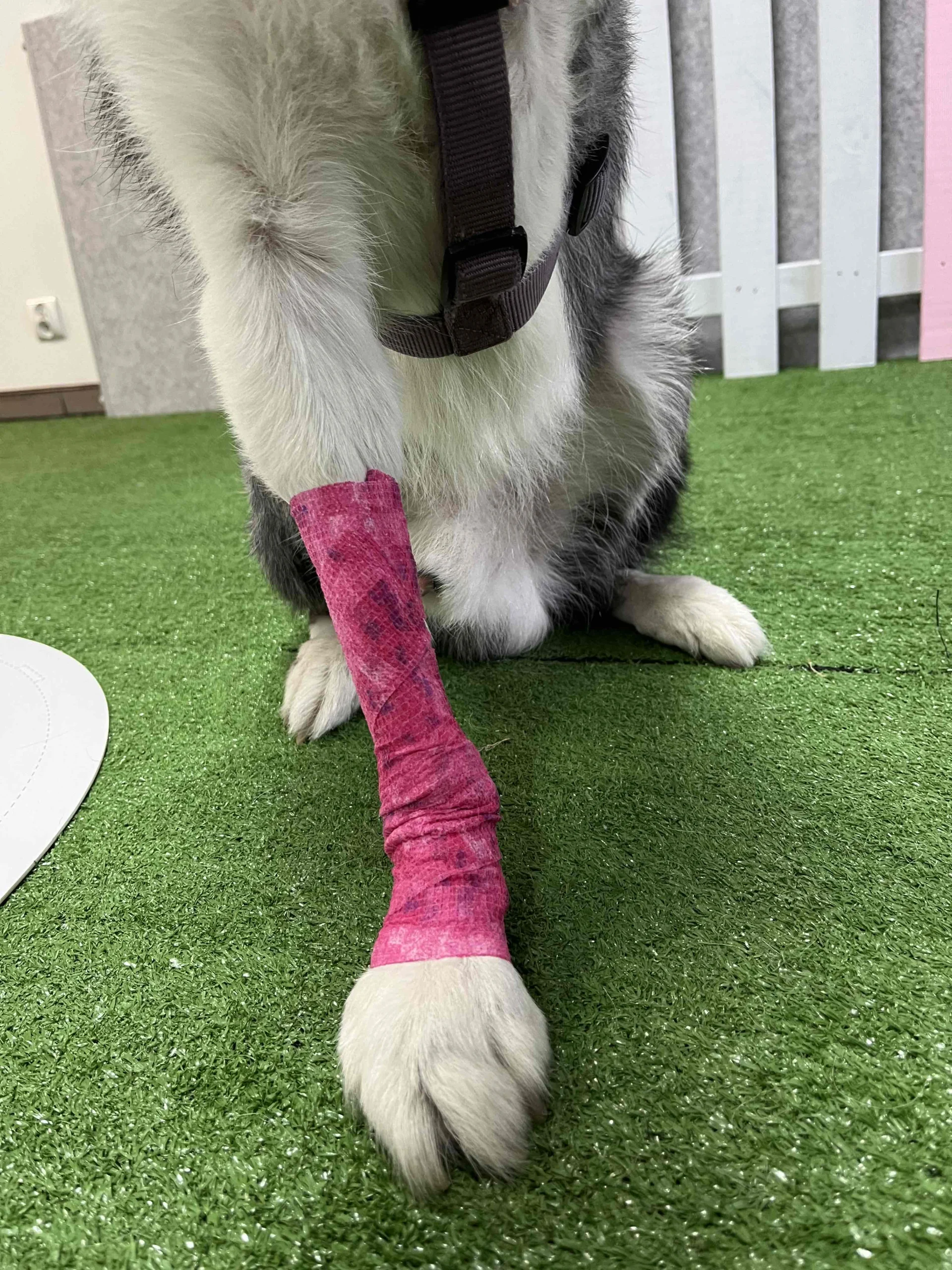 Dog orthosis after front limb amputation used to support Juri’s remaining right forelimb