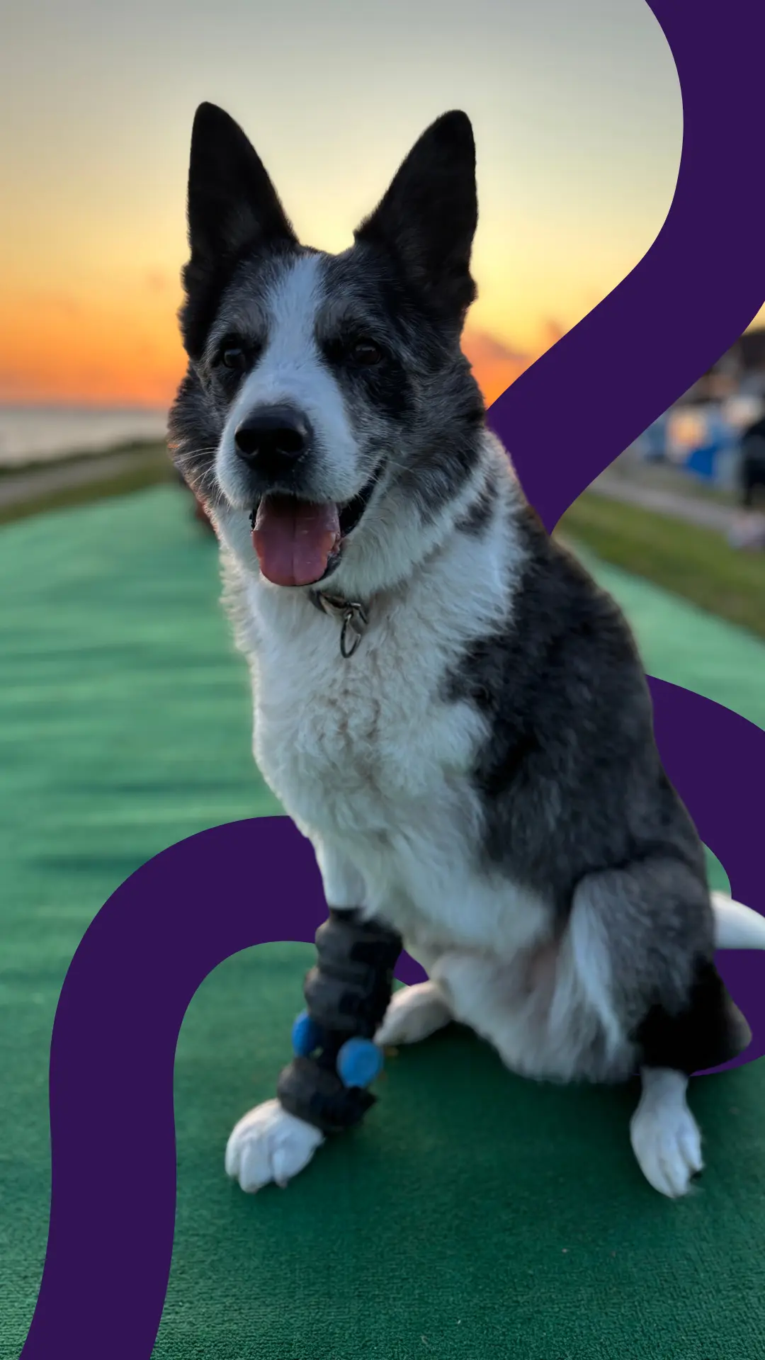 Carpal orthosis for tripod dogs: meet Juri, a Border Collie tripod supported with WIMBA Carpus Orthosis GO on the remaining right forelimb.