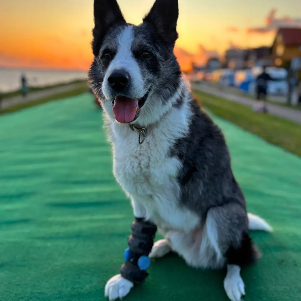 Tripod Dog Orthotics and Mobility Support in 2026