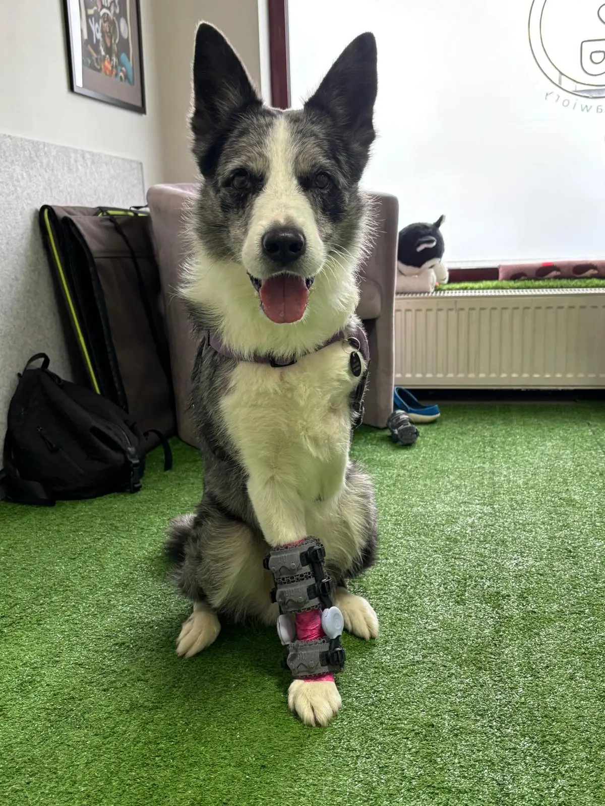 First fitting of WIMBA Carpus Orthosis GO for a tripod dog after front limb amputation
