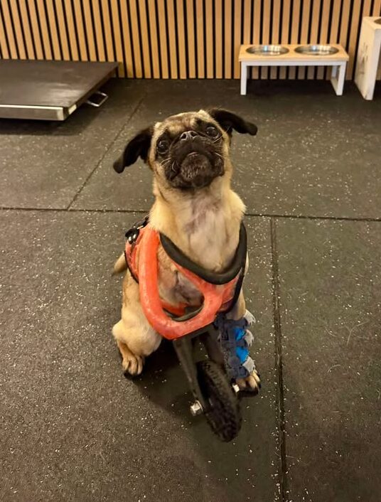 Dog Prosthetics vs Orthotic Support After Amputation
