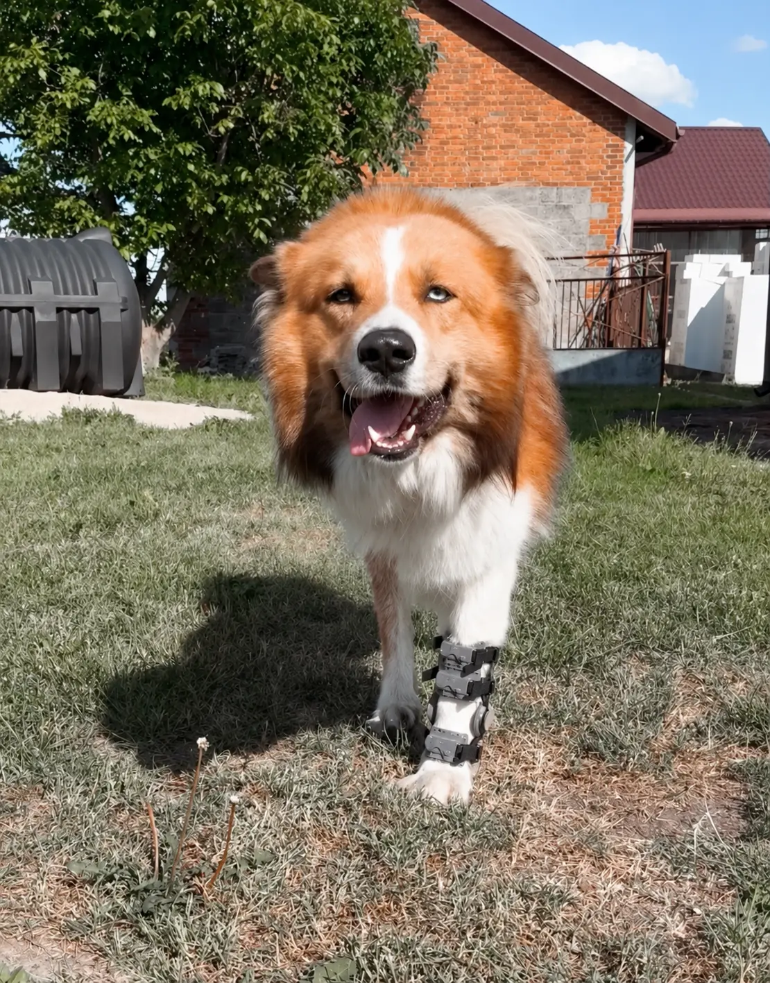Orthotic and Mobility Support Options for Three-Legged Dogs