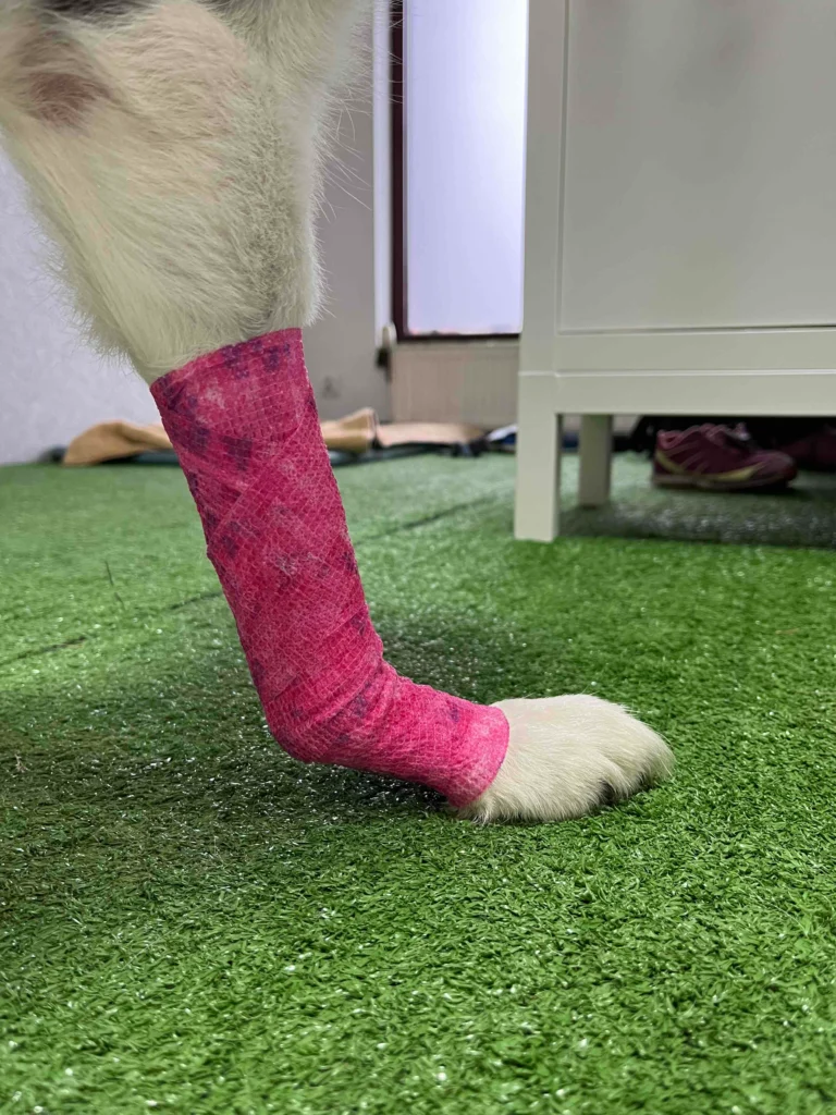 Carpal Hyperextension in Dogs: How a Custom Orthosis Restores Stability