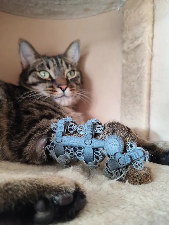 Understanding Cat Orthotics for Mobility Problems