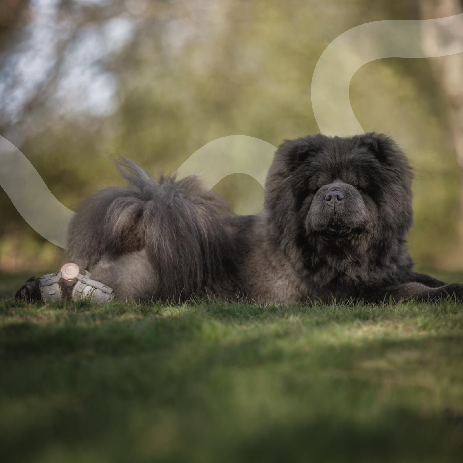 hip dysplasia in dogs