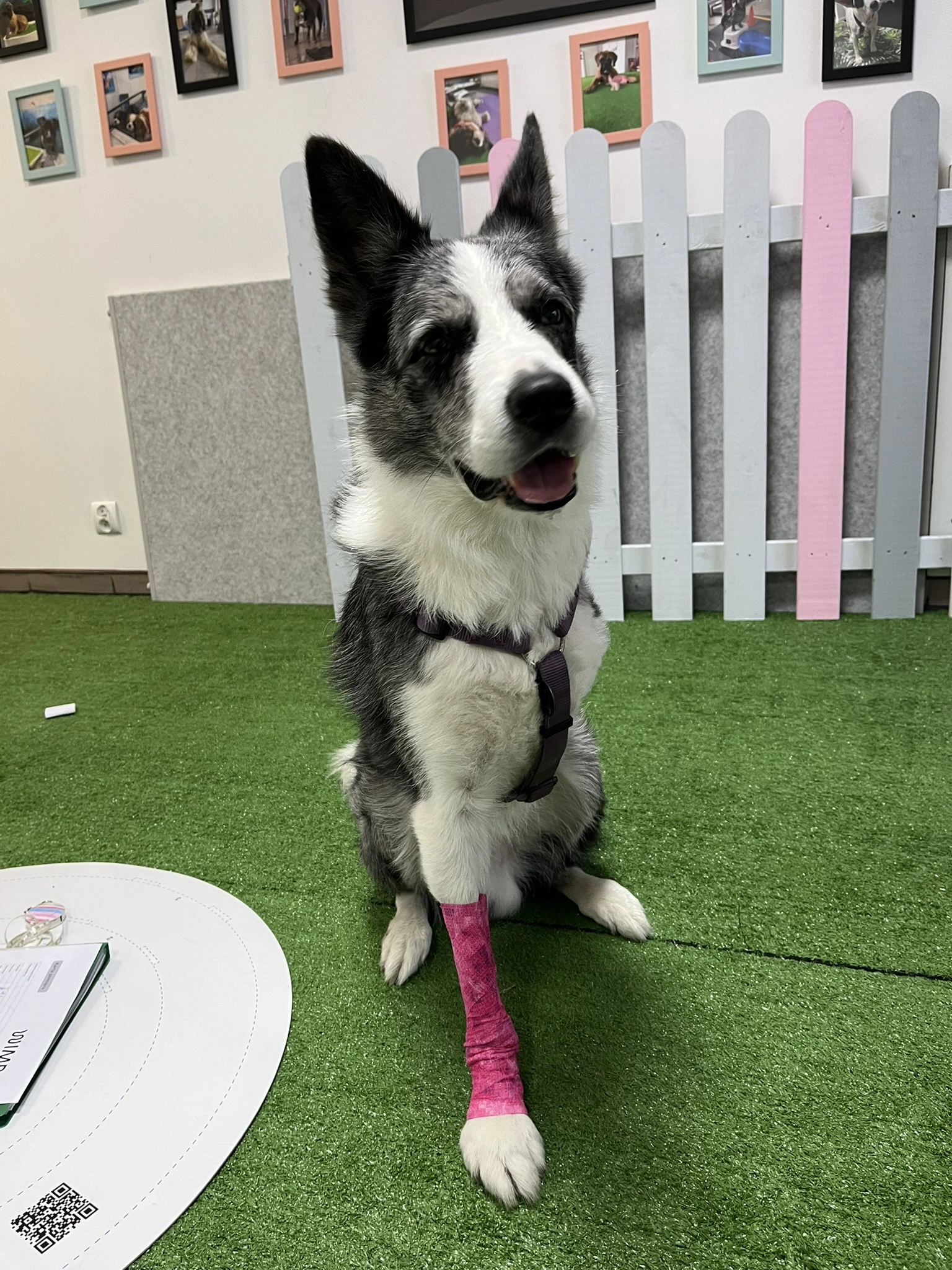 Three-Legged Dog Mobility Support in 2026: What Vets and Pet Owners Need to Know
