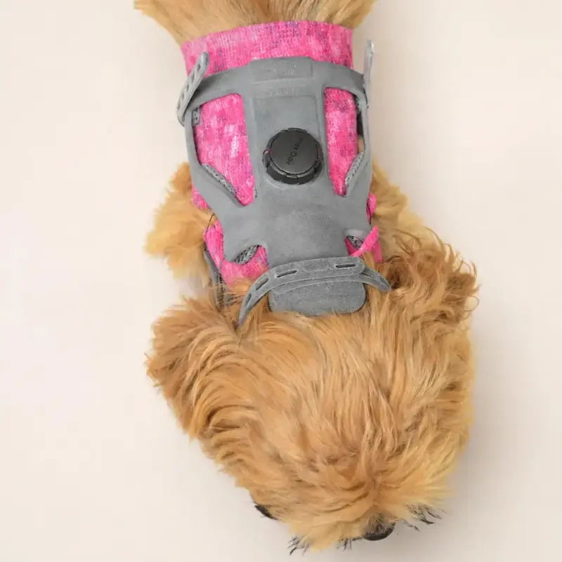 Cervical Instability in Dogs: Causes, Signs, and How a Custom Orthosis Can Help