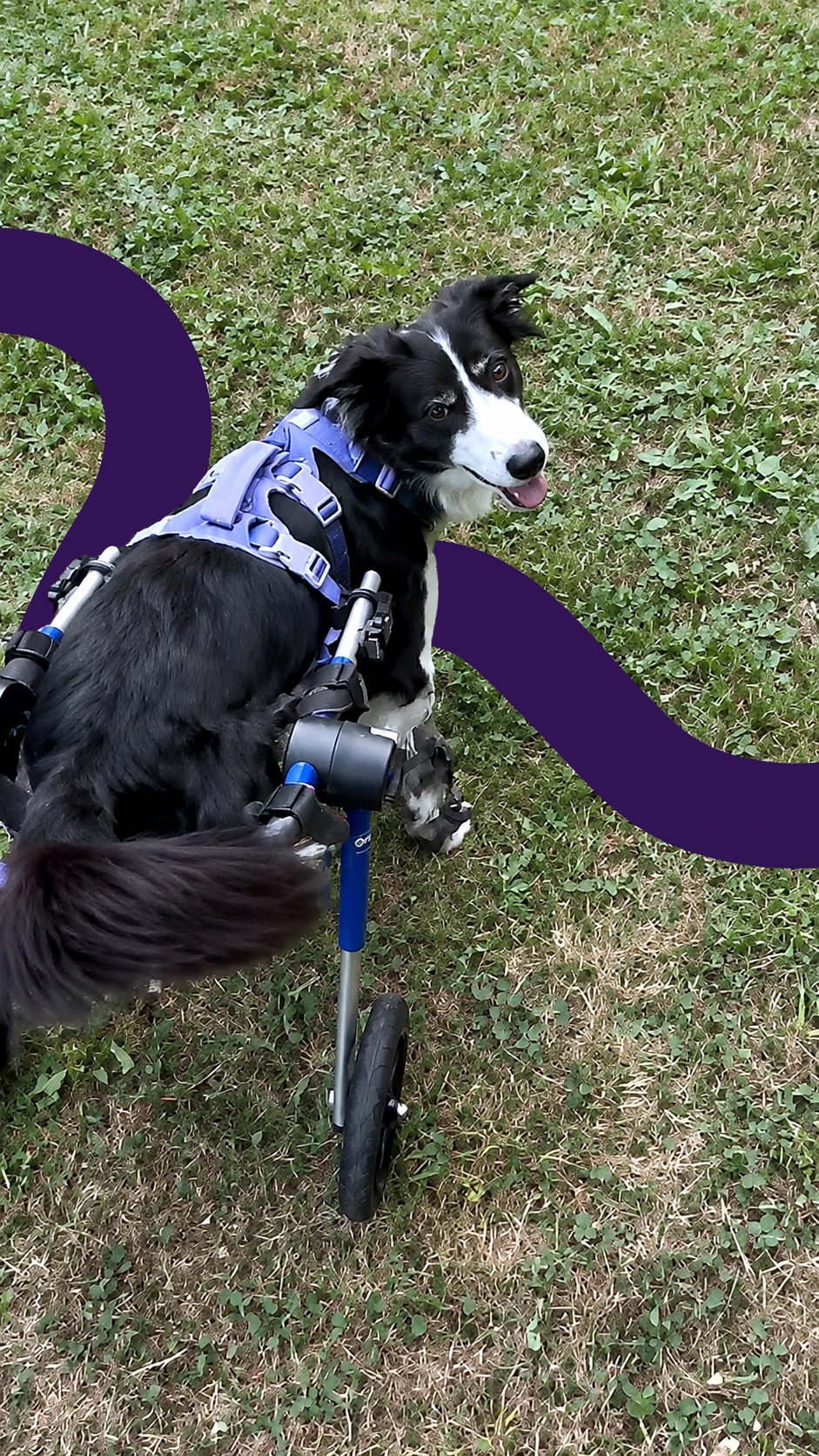 Carpal Hyperextension in a Tripod Dog