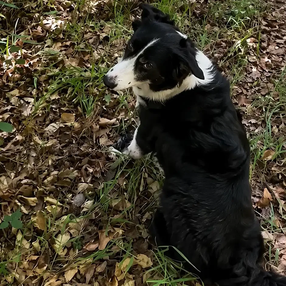 Carpal Hyperextension in a Tripod Dog rehabilitation