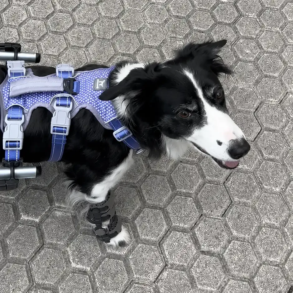 Dog carpal brace supporting Maia’s overloaded front legs