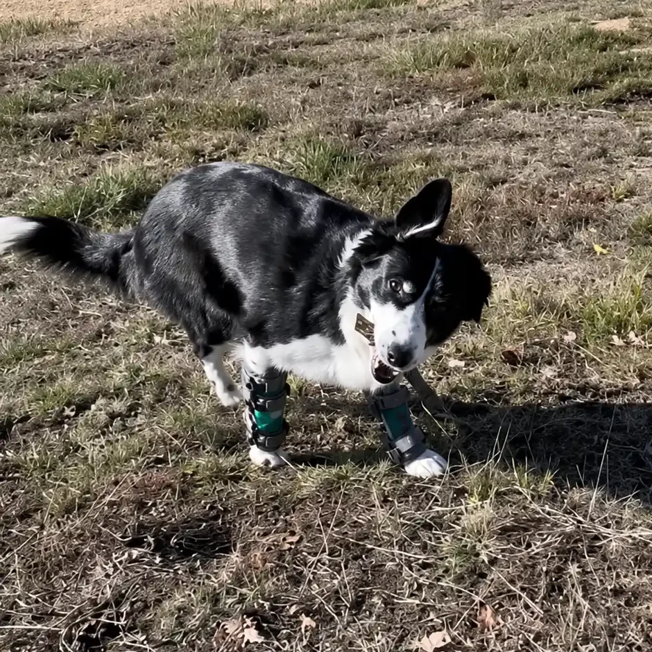 Front leg brace for dogs with carpal hyperextension