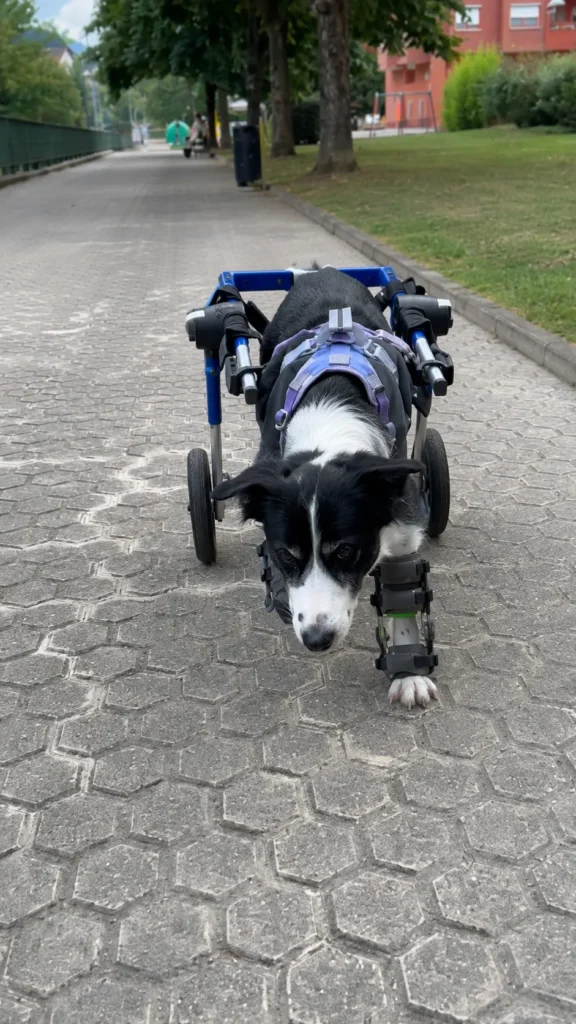 Can a Three-Legged Dog Live a Full, Active Life? A Pet Owner’s Guide