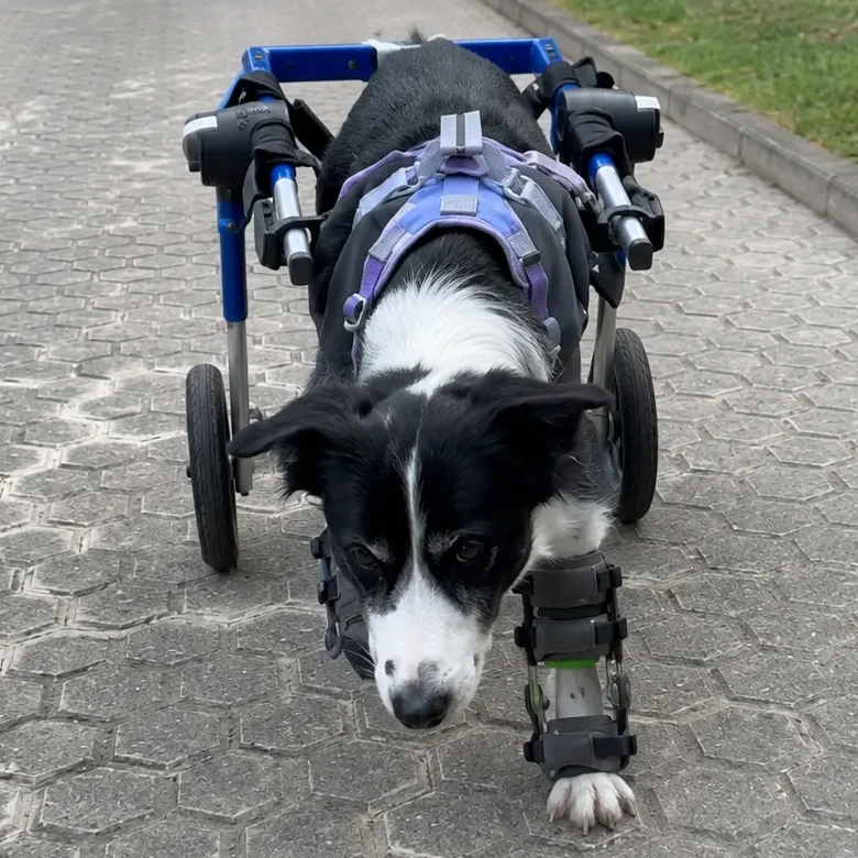 mobility aids for three-legged dogs