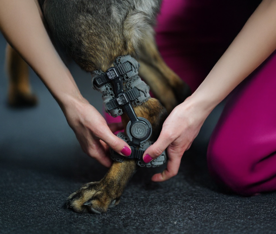 How to Offer Dog Orthotic Fittings in Your Veterinary Practice