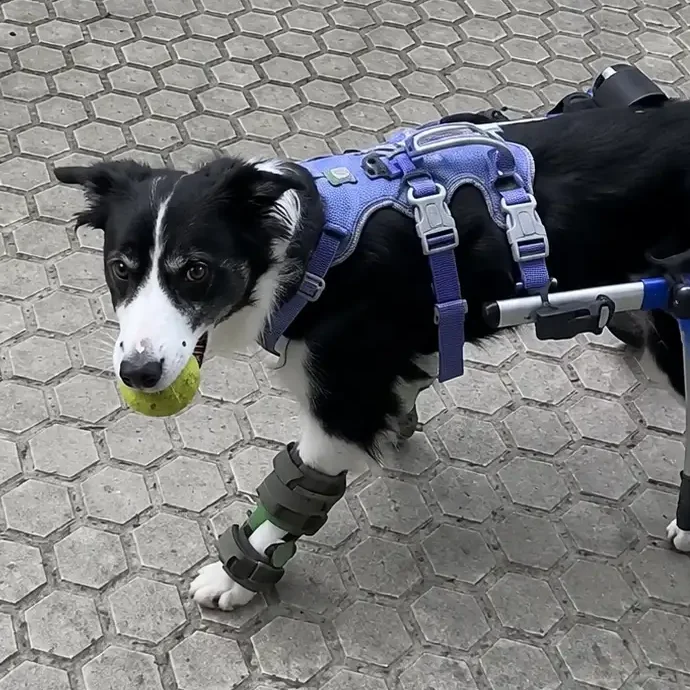 Tripod dog mobility with bilateral WIMBA braces