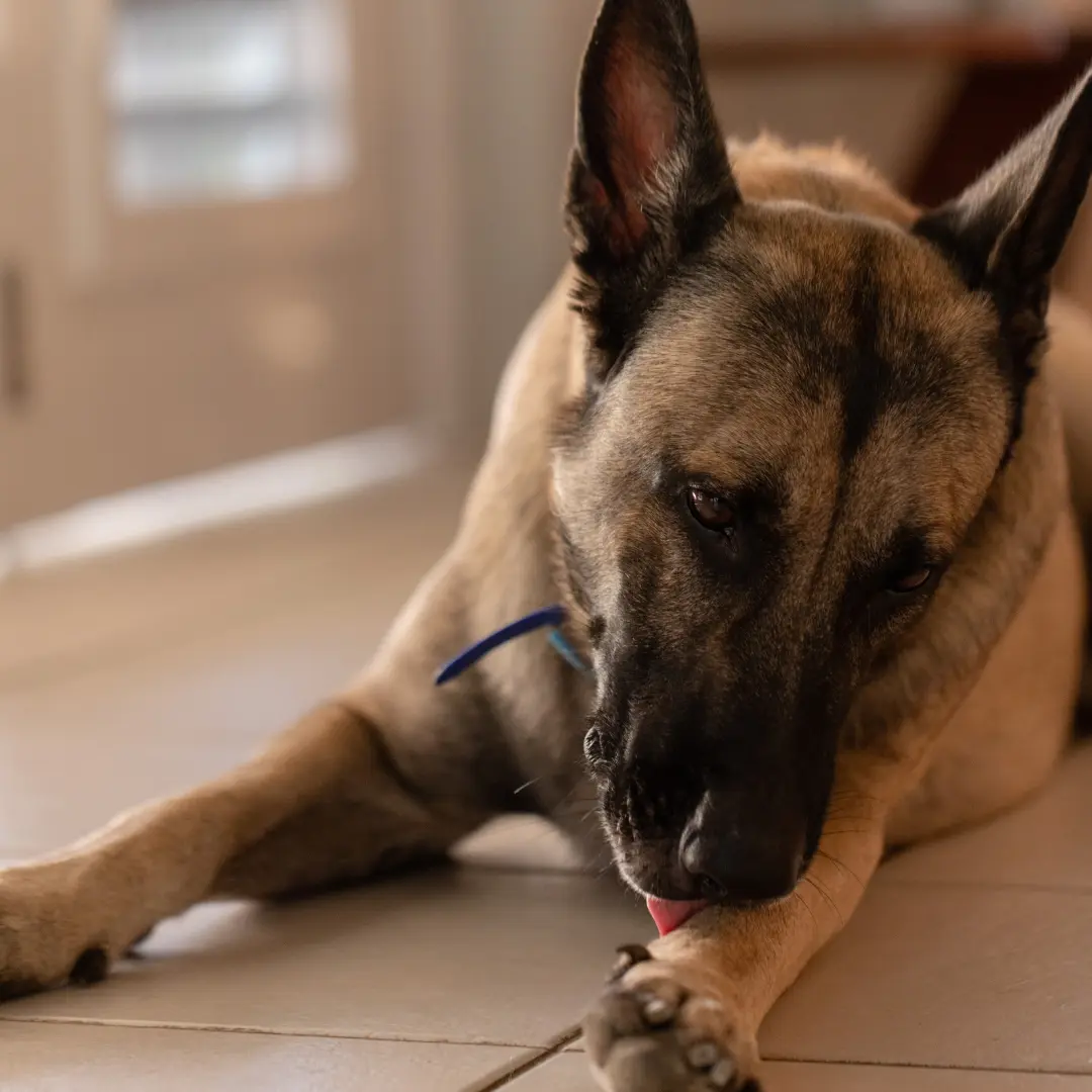 dog licking one paw
