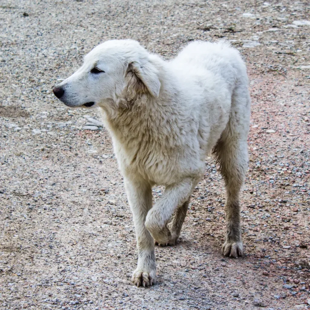 Limping and Gait Changes in Dogs: Reading the Signs Before They Get Worse