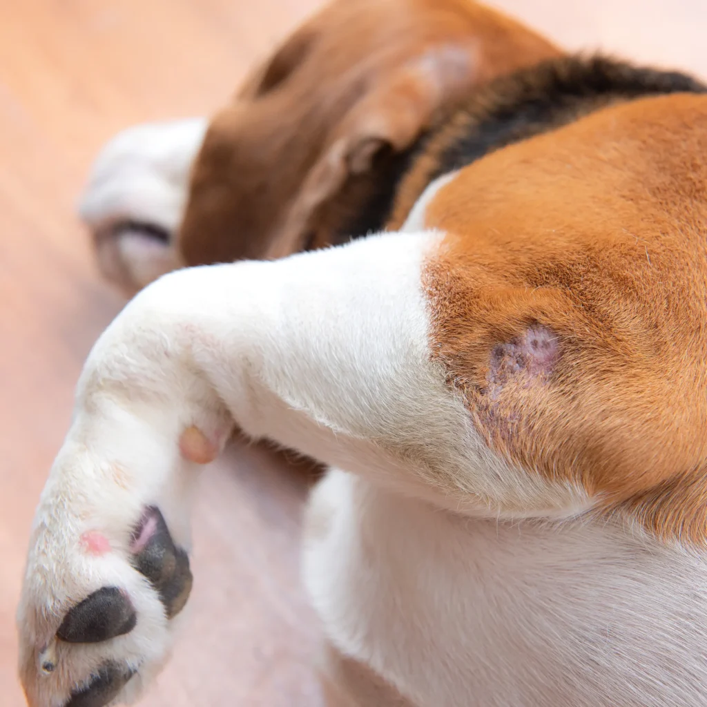 Elbow Dysplasia in Dogs: Signs, Causes, and Treatment Options