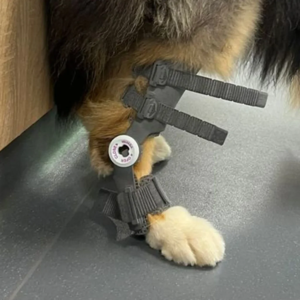 Custom Dog Hock Orthotics for Daily Walking Support