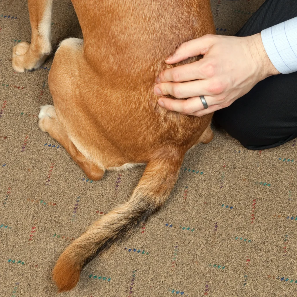 Degenerative Myelopathy in Dogs: Signs, Causes, and Support Options