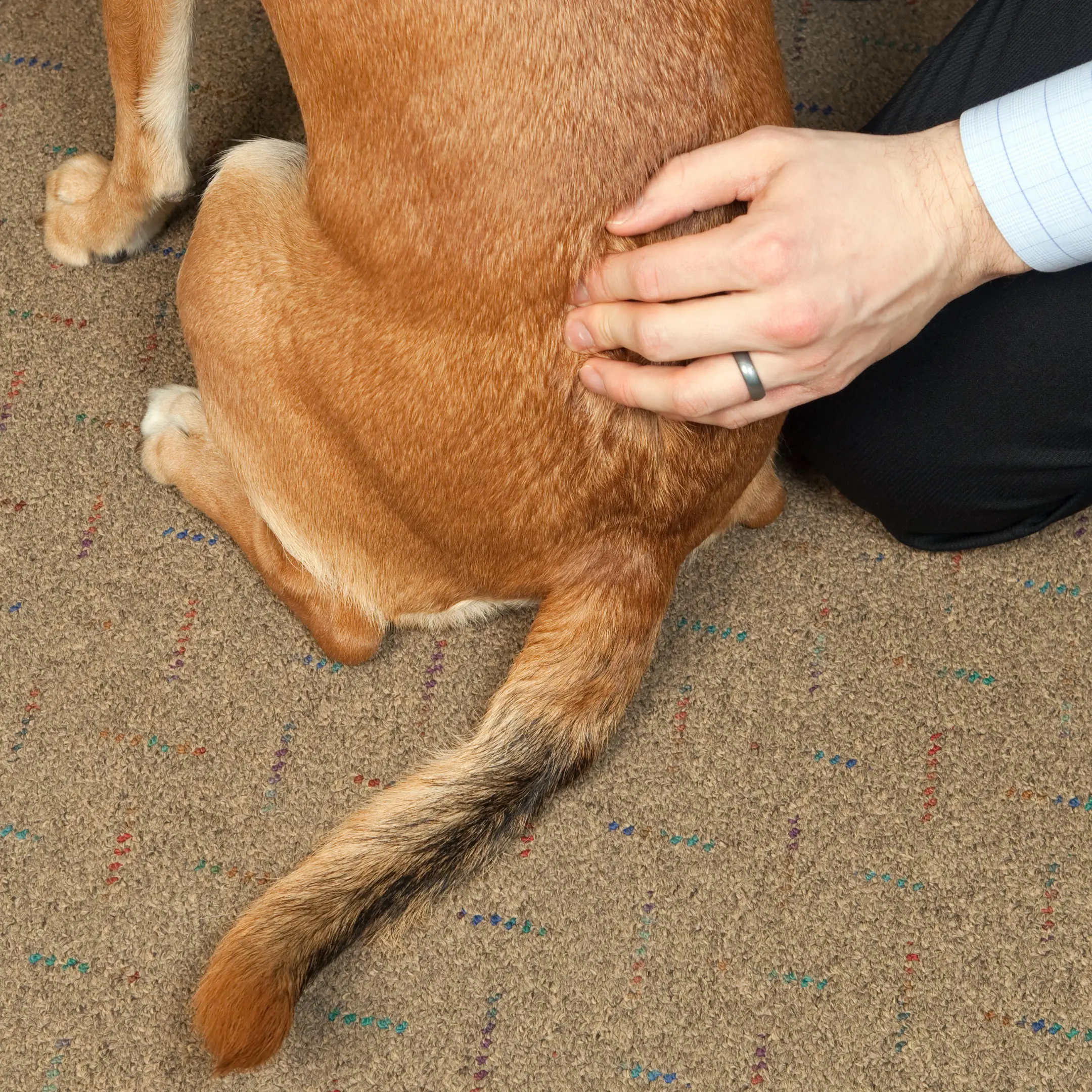 degenerative myelopathy in dogs