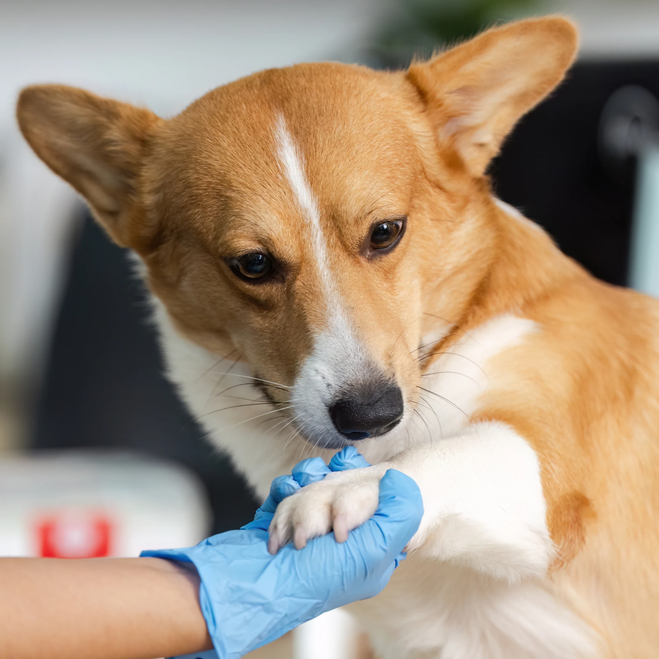 medial shoulder instability in dogs