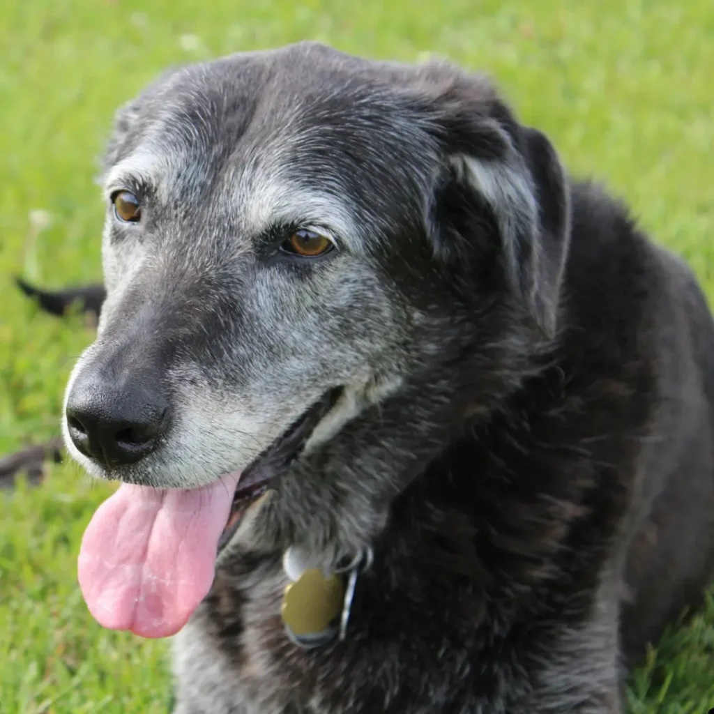 Senior Tripod Dog Care: Protecting the Remaining Limbs